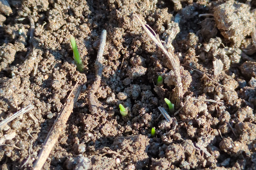 2026年、明けましておめでとうございます！