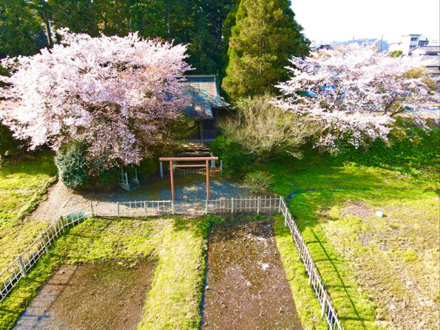 「みんな大好き、さくらの花」